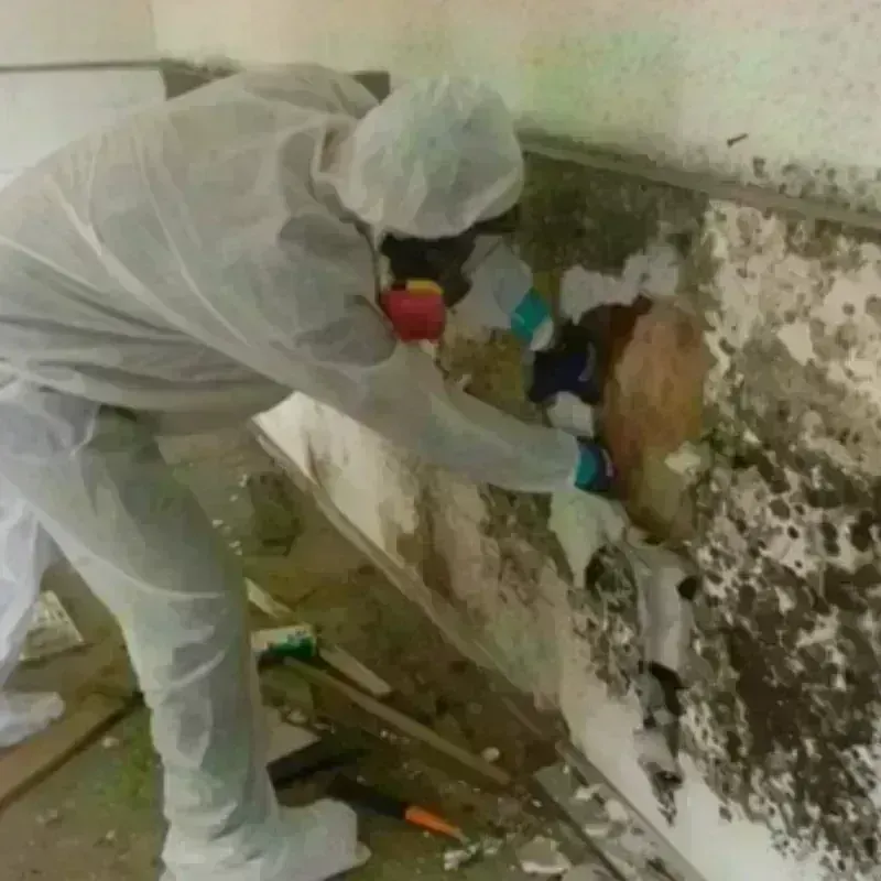 Mold Remediation and Removal in Blair, NE